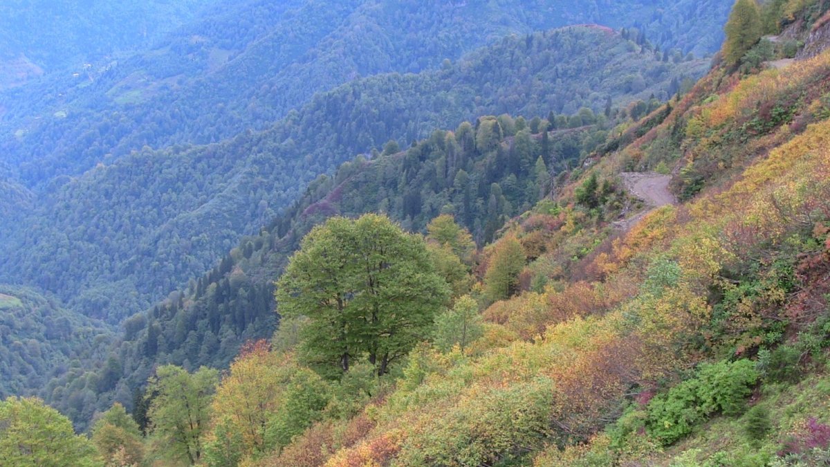Artvin de kokarca böceği istilası #3