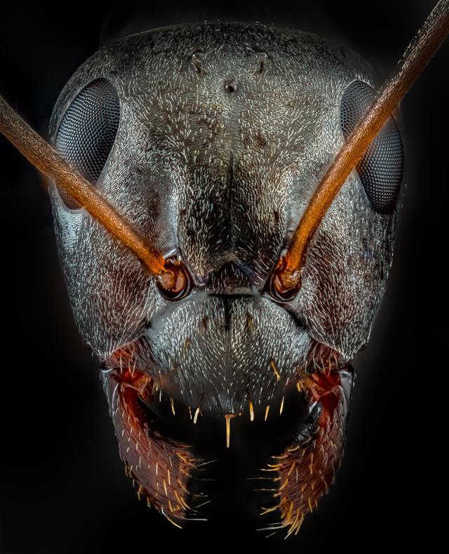 Karıncanın yüzüne yüzde 100 zom yapılınca çıkan görüntüye inanamayacaksınız