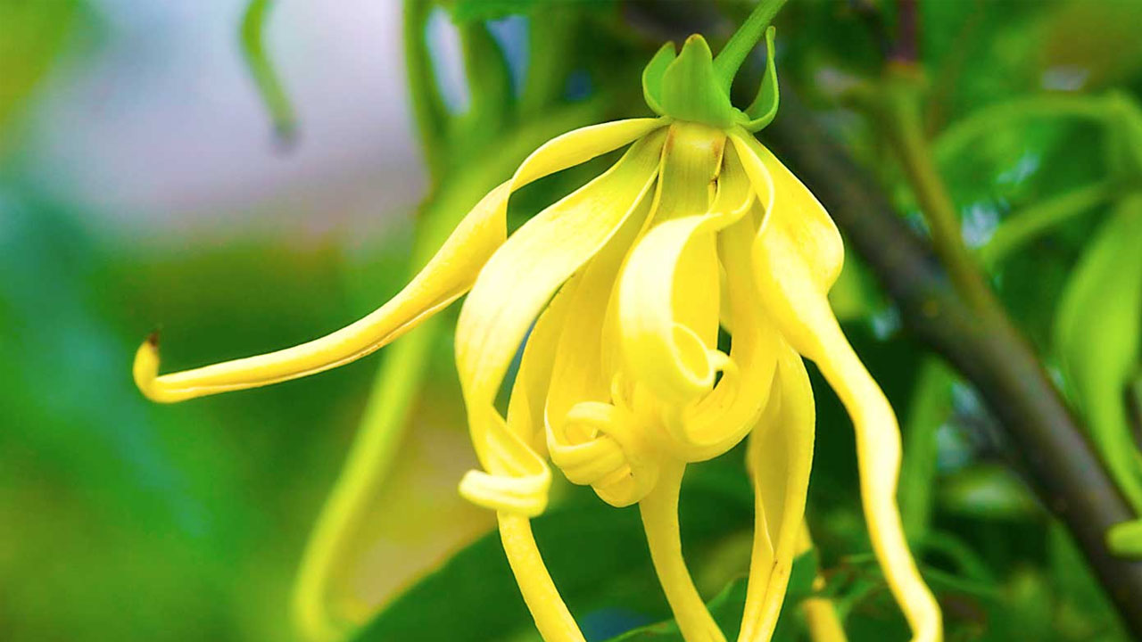 Ylang ylang