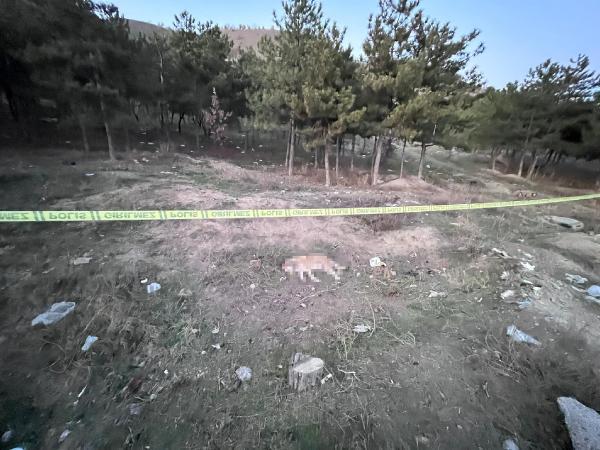 Tüfekle vurulmuş 4 köpek ölüsü bulundu