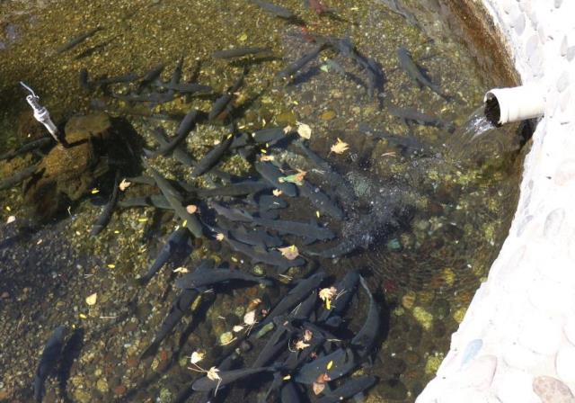 Malatya'daki balıkların gizemi çözülemiyor! Öldüklerinde cenaze töreniyle gömülüyorlar