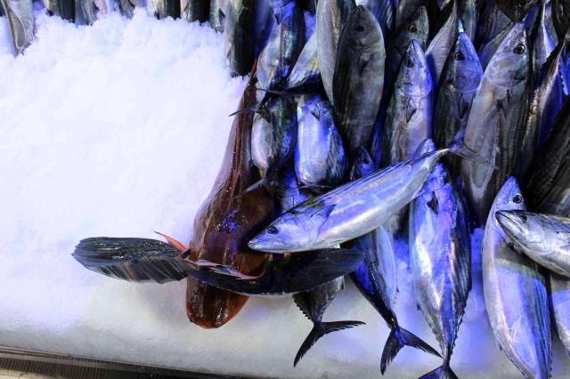 Türk karasularında yakalandı! Tezgahında sergileyen balıkçı 300 kiloluk balığa 700 TL istiyor