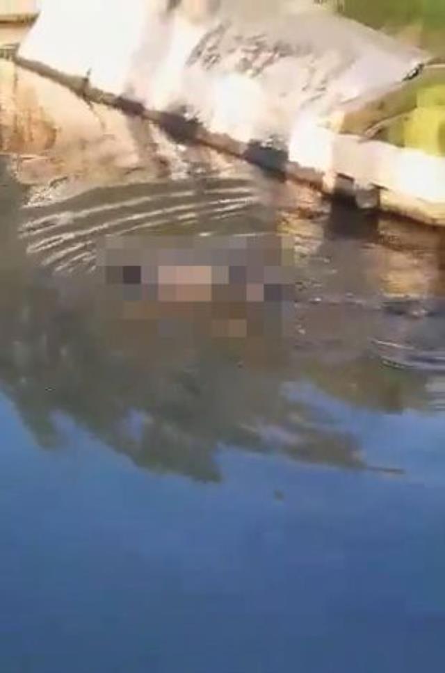 Timsahlı suya girmemesi için yapılan uyarıyı dinlemedi! Önce sessizlik oldu, sonrası korkunç