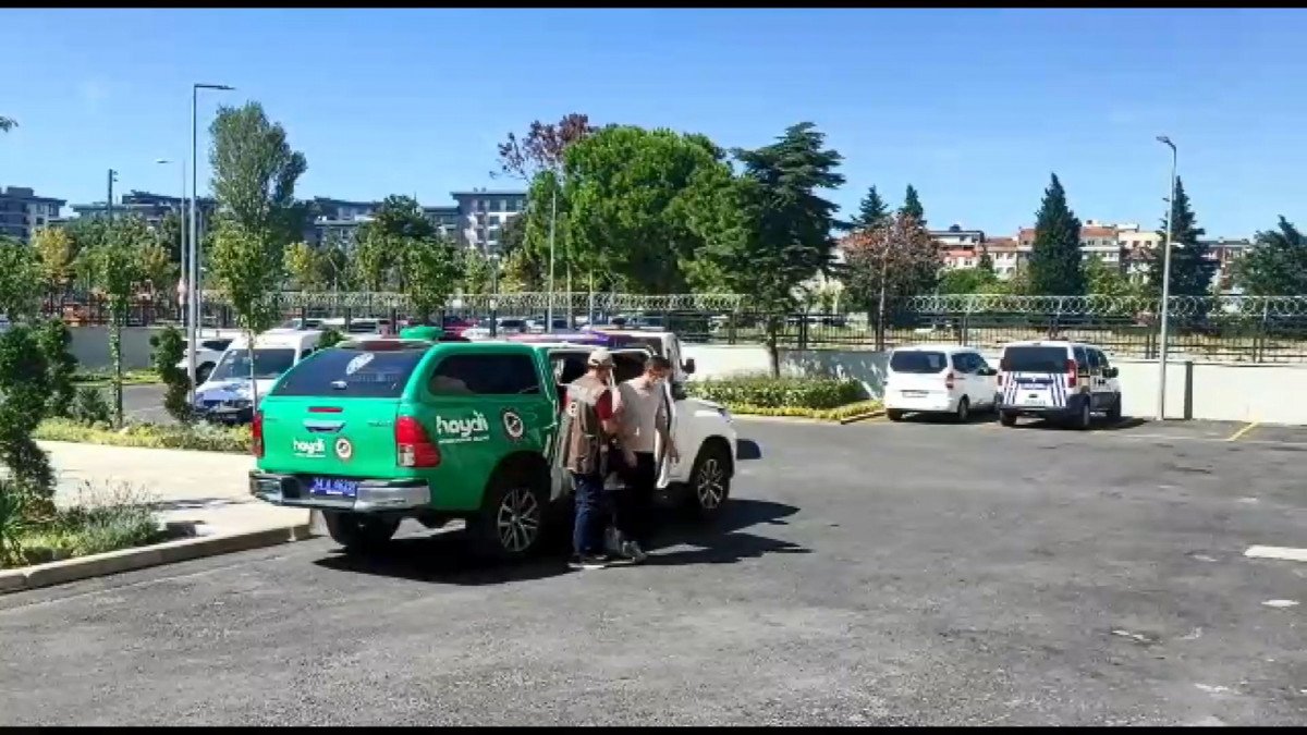 Zeytinburnu nda kediyi öldüren pitbullun sahibine para cezası #1