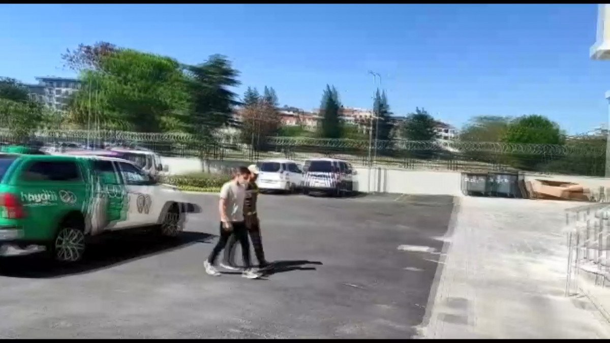 Zeytinburnu nda kediyi öldüren pitbullun sahibine para cezası #2
