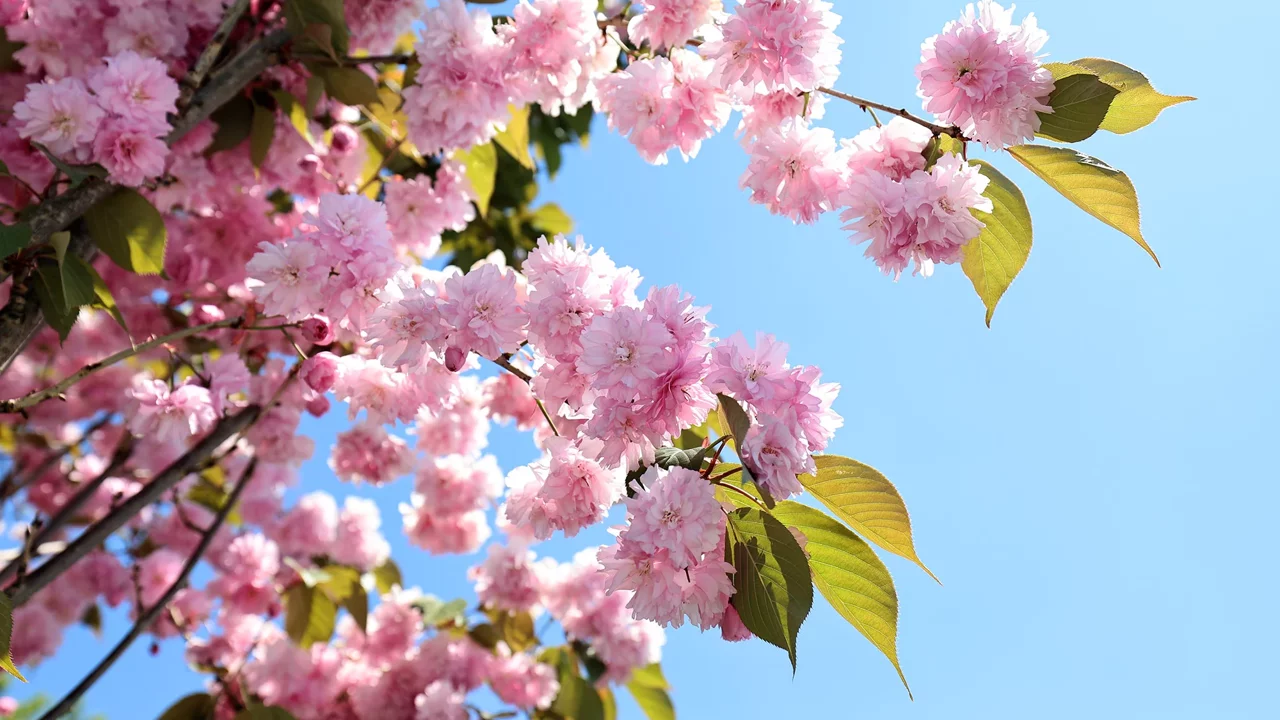 Sakura Ağaçları Sakarya’yı Renklendirdi
