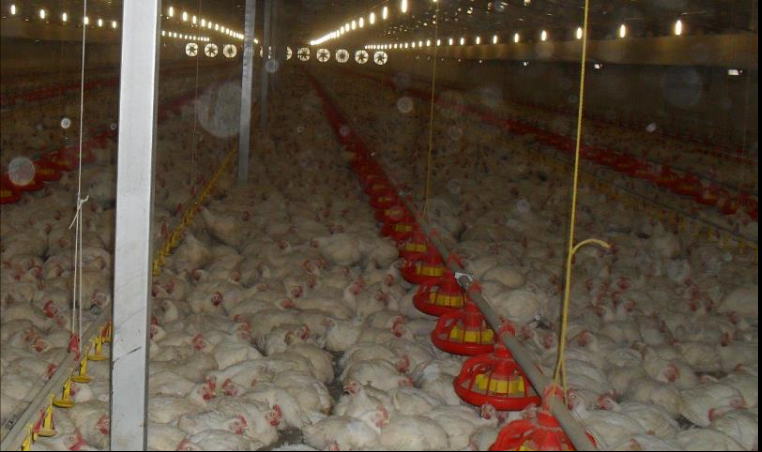 94 milyon liralık tavuk çiftliği projesine onay