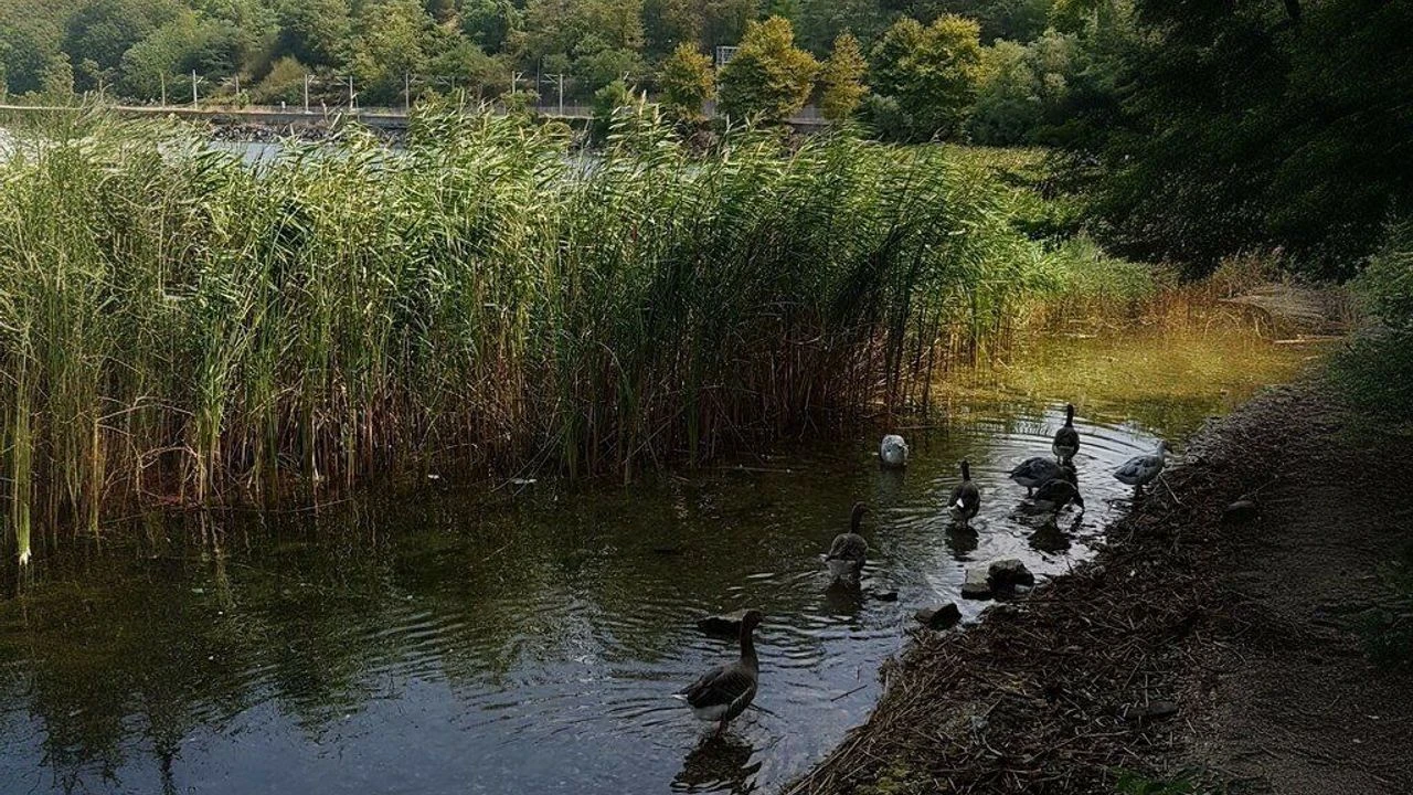 Sapanca’daki piknik alanında yeni uygulamalar tepki çekti