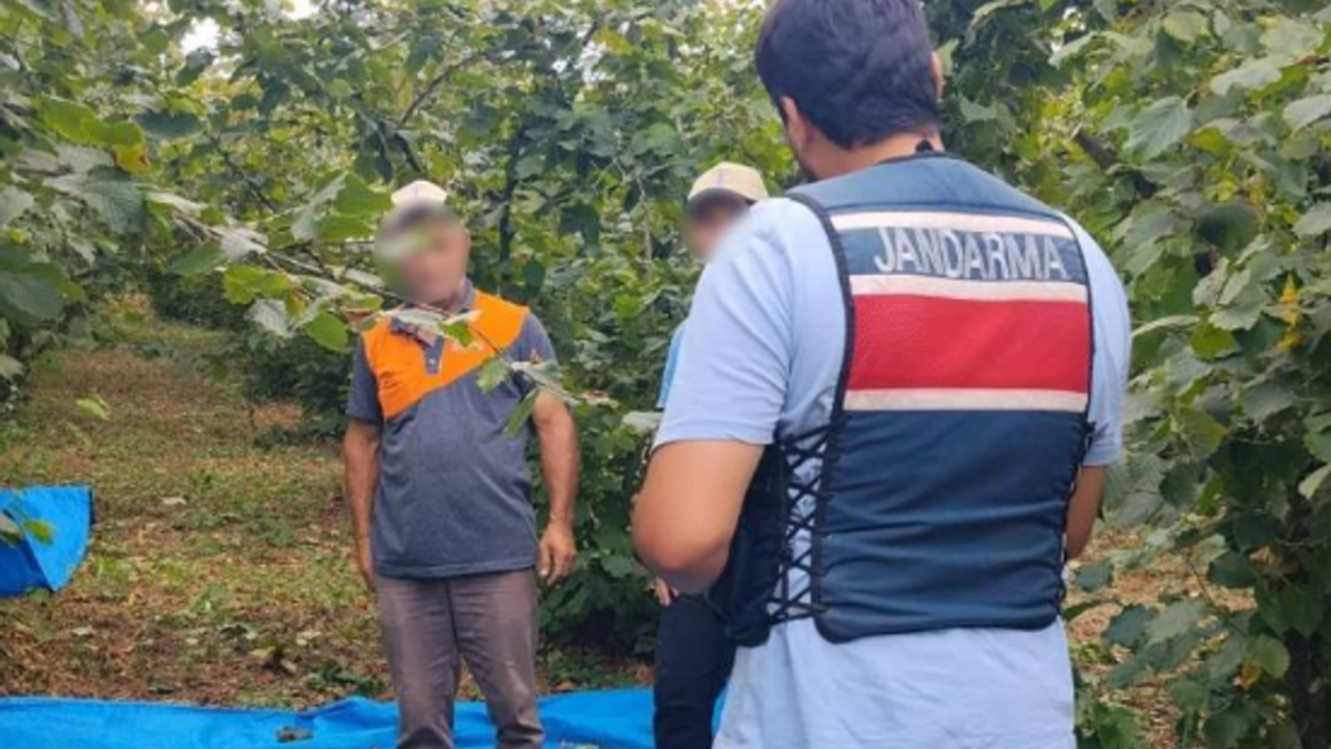 Fındık tarlalarında jandarma nöbeti