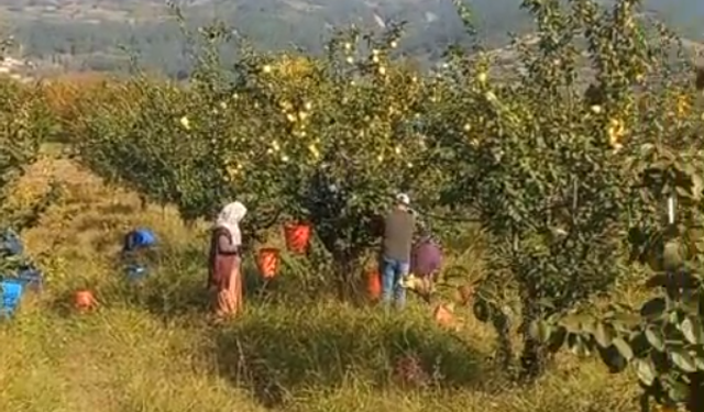 Geyve’de sarı elmasın hasadı başladı