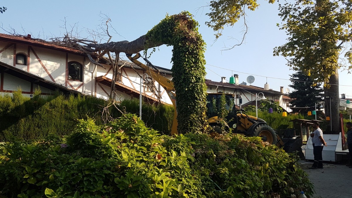 Asırlık çınar ağacı villanın üzerine devrildi, ev sahibi deprem oluyor sandı