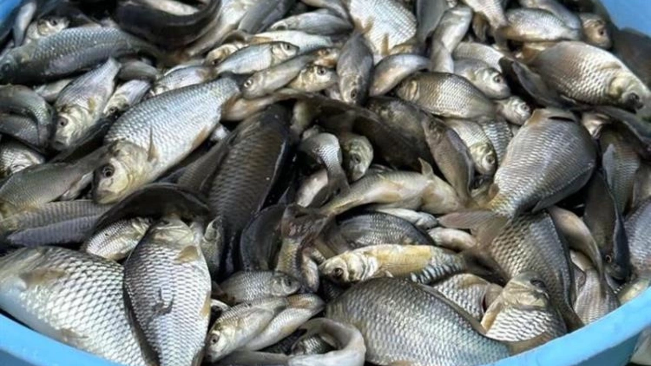 Bolu’dan Sakarya’ya 400 bin yavru pullu sazan balığı gönderildi