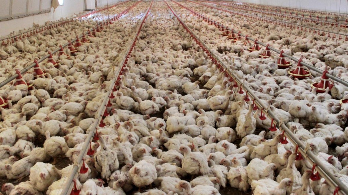 Mozambik'te Kuş Gribi Salgını: 35 Bin Tavuk İtlaf Edildi
