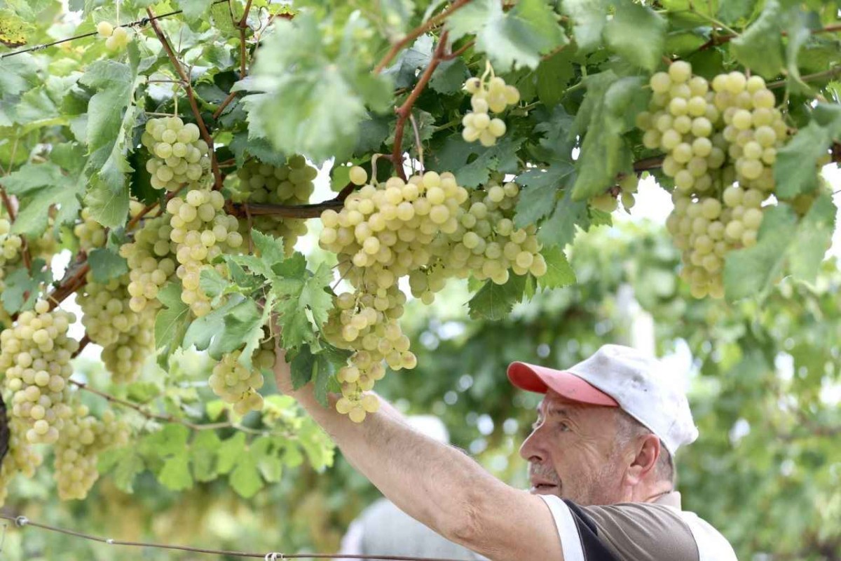 Sakarya'nın Pamukova ilçesinde üzüm hasadı başladı