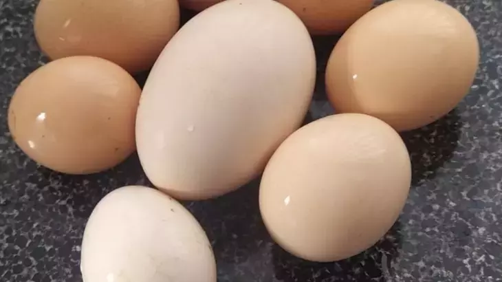 Yaptıkları yanlarına kar kalmadı! Yumurta üreticilerine ceza yağdı