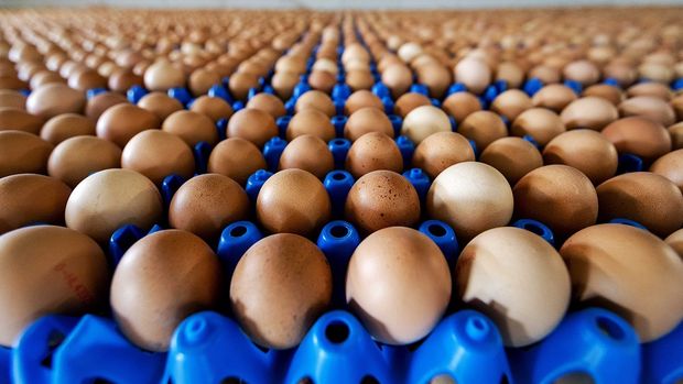 Rekabet Kurulu'ndan yumurtacılara 98 milyon TL ceza
