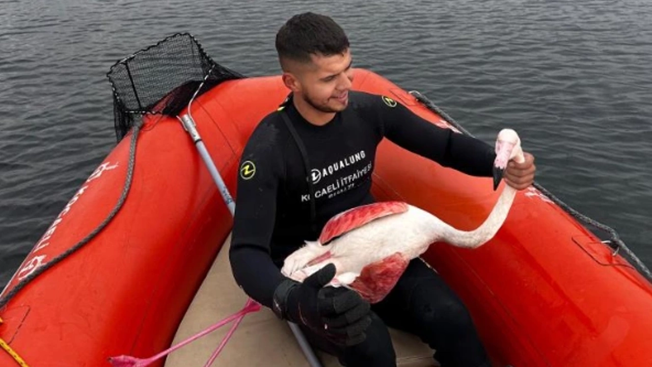 Yaralı flamingoyu İtfaiye kurtardı