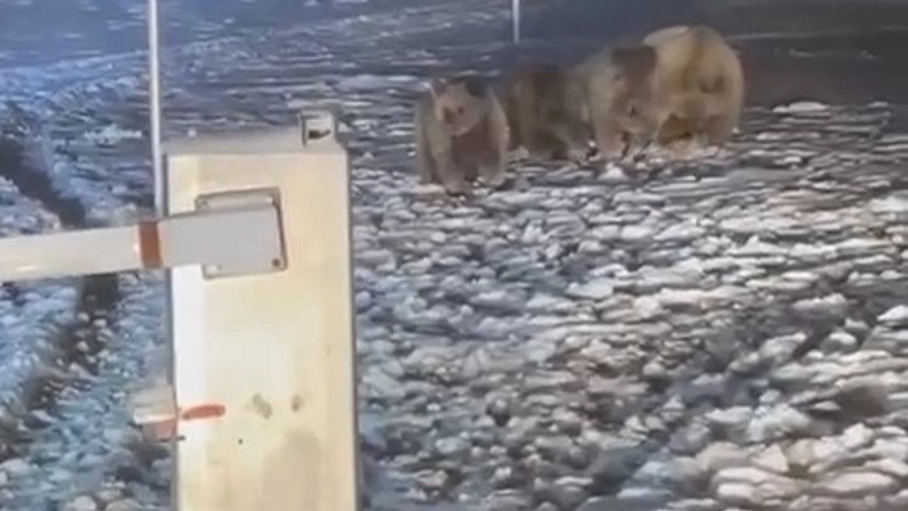 Kış uykusuna yatamayan ayılar, günübirlikçilere saldırdı