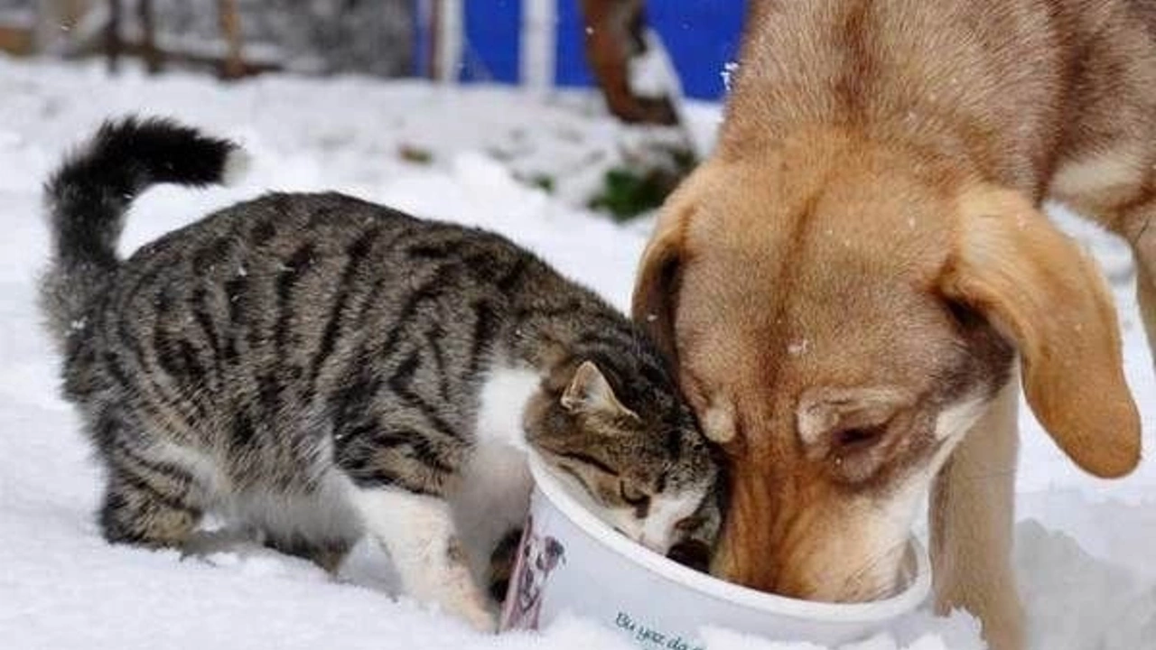 Veteriner Hekim Yıldız: Kış mevsiminde sokakta yaşayan köpek ve kedileri unutmayalım