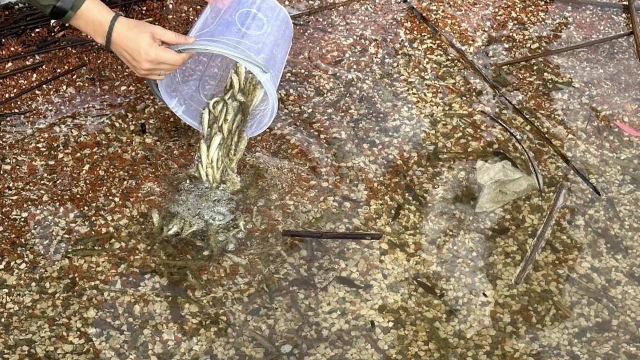 Abant Gölü Milli Parkı'na 3 bin 500 yavru balık bırakıldı