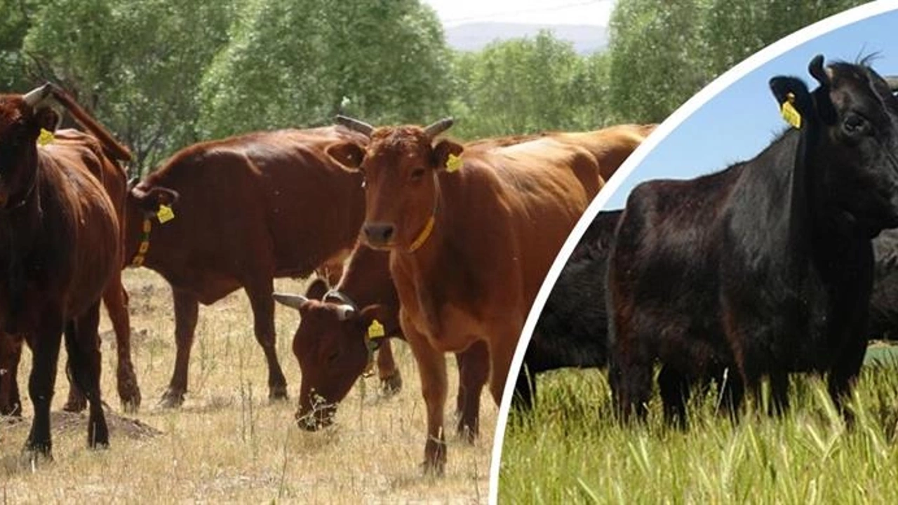 Tarım ve Orman Bakanlığı, Güney Anadolu kırmızısı ve yerli kara sığır ırkları için halk elinde ıslah projesi başlattı