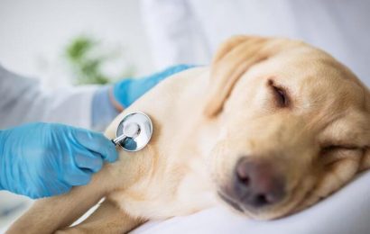  Evcil Dostlarımızda Kanser Tehlikesi: Farkındalık ve Erken Teşhisin Önemi