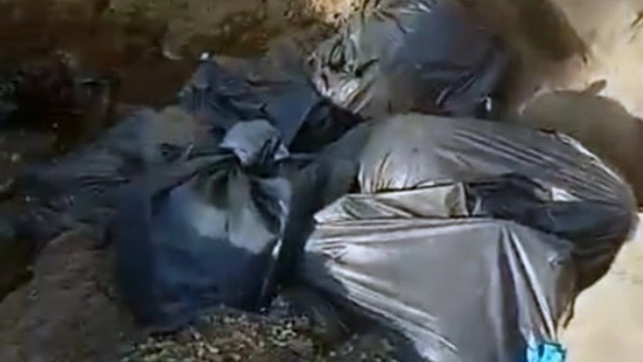 Karasu'da Skandal: Ölü Köpekler Çöp Poşetlerine Konularak Çukura Atıldı!