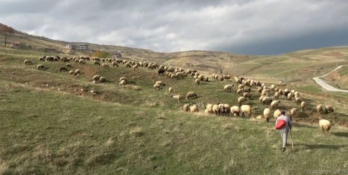 Geyve'de Acı Olay: Koyun Güderken Hayatını Kaybetti!