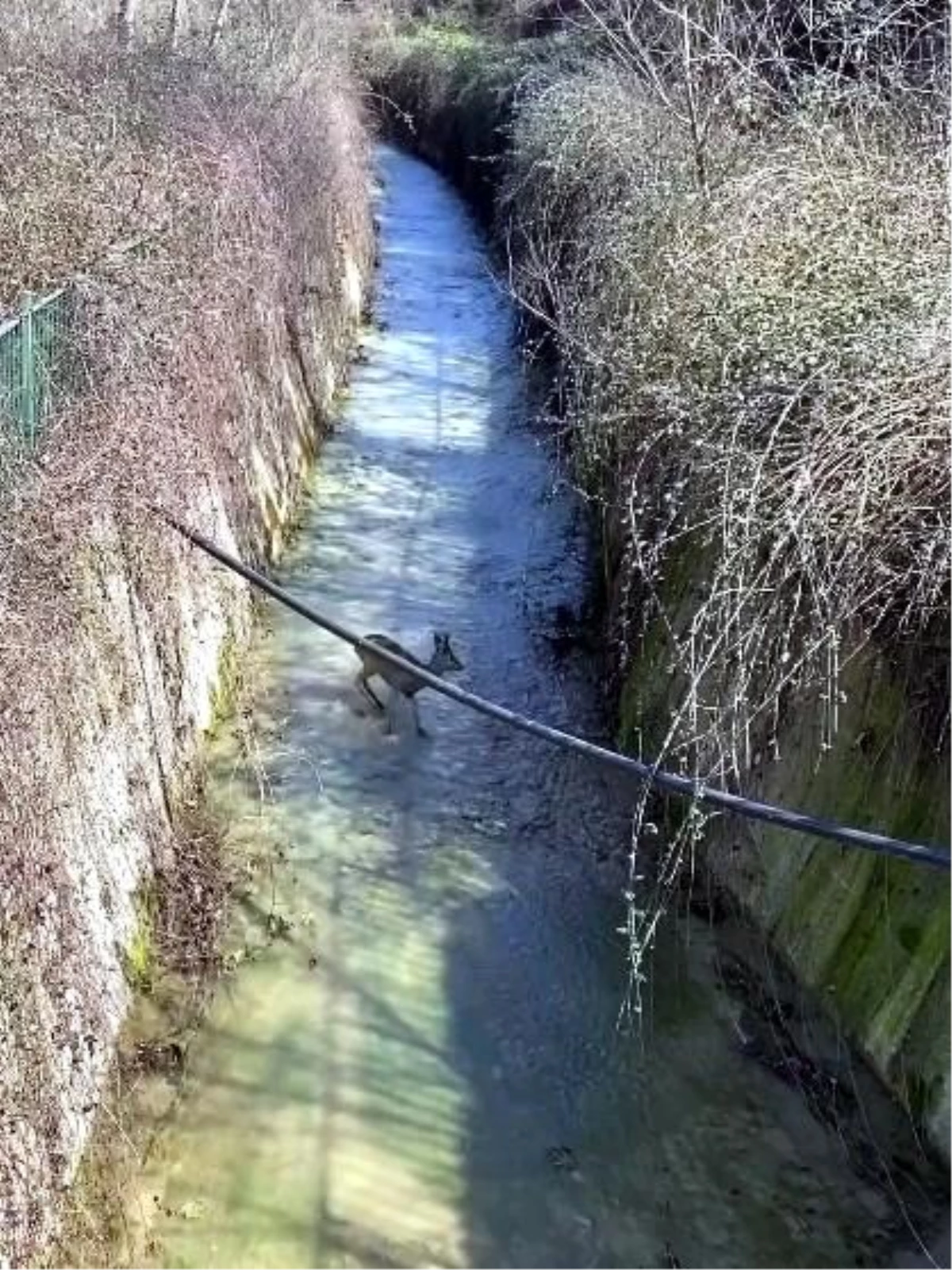 Bartın'da su kanalına düşen karaca kurtarıldı