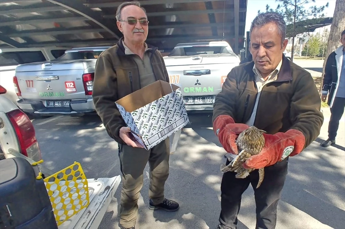 Kayseri'de yaralı halde bulunan kulaklı orman baykuşu tedavi altına alındı
