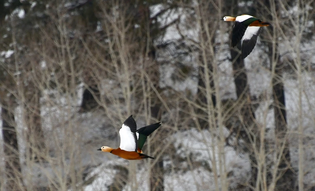 Kars'ta Yoğun Kar Yağışı Sonucu Yaban Kuşları Yiyecek Ararken Görüntülendi