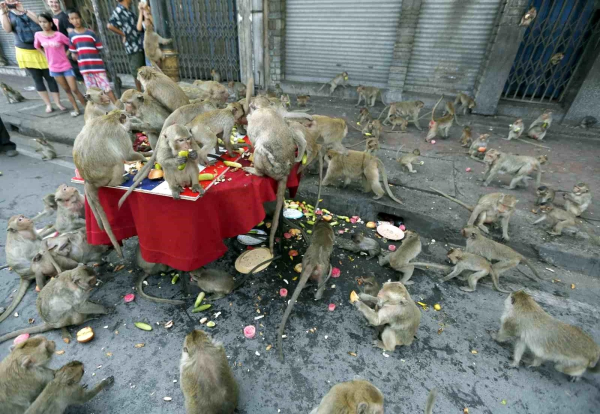 Tayland'ın 'maymun şehri'nde maymunları toplama operasyonu başlatıldı