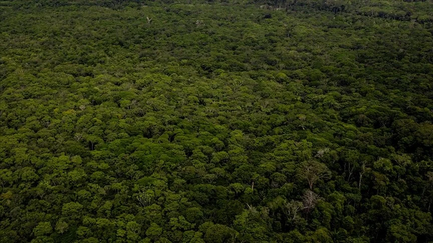 Brezilya ve Kolombiya'da tropik ormanlarda geçen yılki ağaç kaybı 2022'ye göre önemli ölçüde azaldı