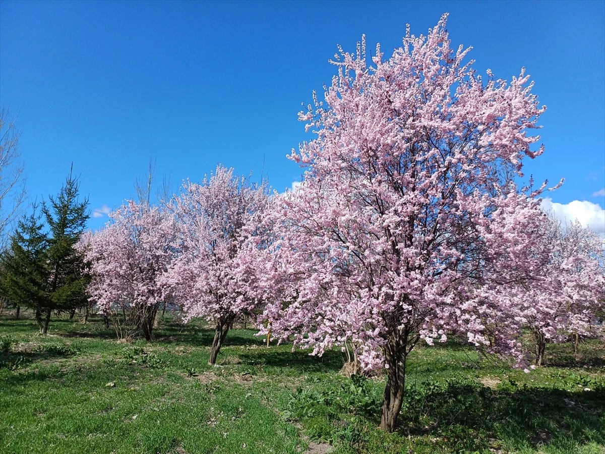 Bolu'nun Yeniçağa ilçesinde erik ağaçları çiçeklendi