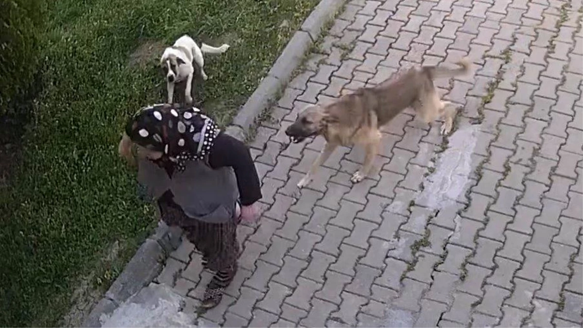 Edirne'de Başıboş Köpeklerin Saldırısına Uğrayan Yaşlı Kadın Kanlar İçinde Kaldı