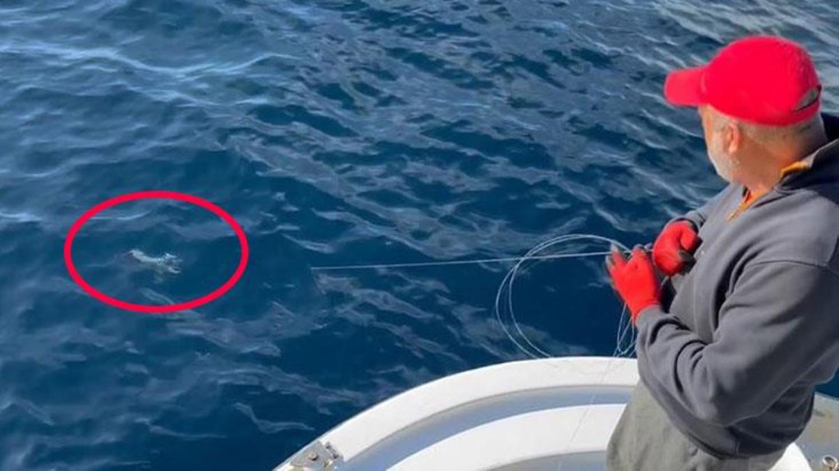 Balıkçı, Türk karasularında 50 yıl sonra ortaya çıkan türü görünce kameraya sarıldı