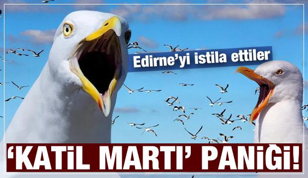 Edirne'de 'katil martı' paniği! Şehri istila ettiler!