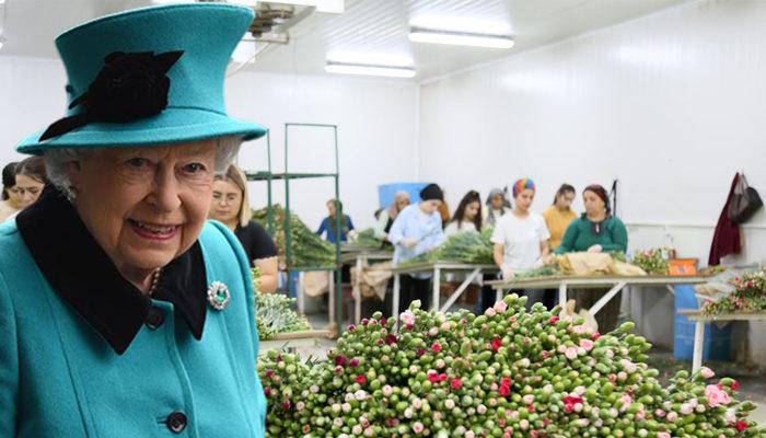 Kraliçe Elizabeth'in cenazesi için iki ilde karanfil mesaisi! En az 1,5 milyon dalı bulacak: Çalışma saatleri ve işçi sayıları artırıldı