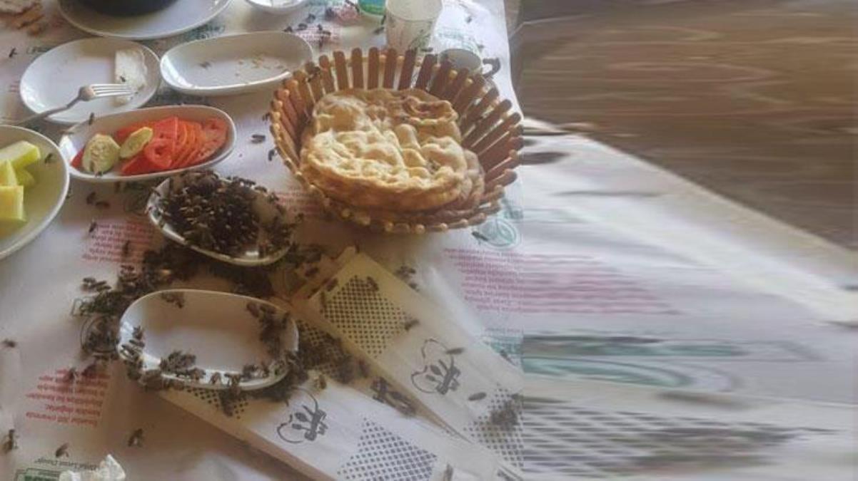 Malatya'da büyük rezillik! Turistlerin kahvaltı ettiği yere arı kovanı konuldu, ortalık karıştı