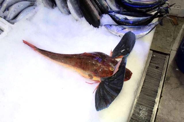 Nadir bulunan balık Karadeniz'de yakalandı! 700 liraya satışa sunuldu