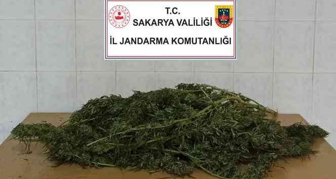 Sakarya'da 3 kilo 500 gram esrar ele geçirildi: 1 gözaltı