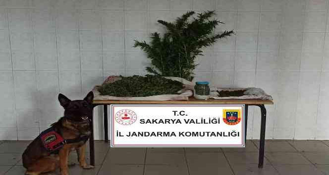 Sakarya'da jandarma ekipleri uyuşturucuya geçit vermiyor