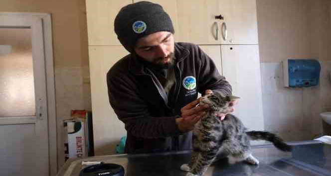 Sakaryalı veteriner ekipleri Antakya'da can dostlarının yaralarını sarıyor