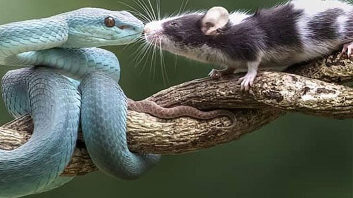 Yılandan fareye ölüm öpücüğü! Fotoğrafın bir sonraki karesi herkesi ürküttü