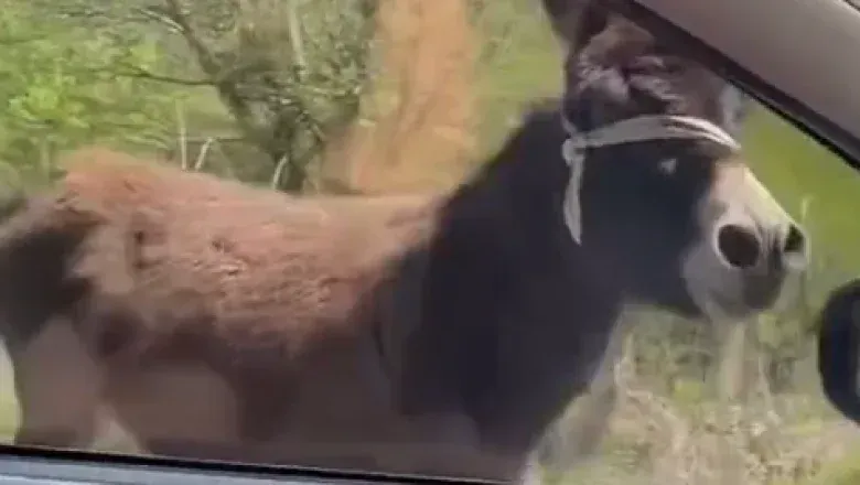 Karasu’nun fenomen eşeğini Sertab Erener sahiplendi