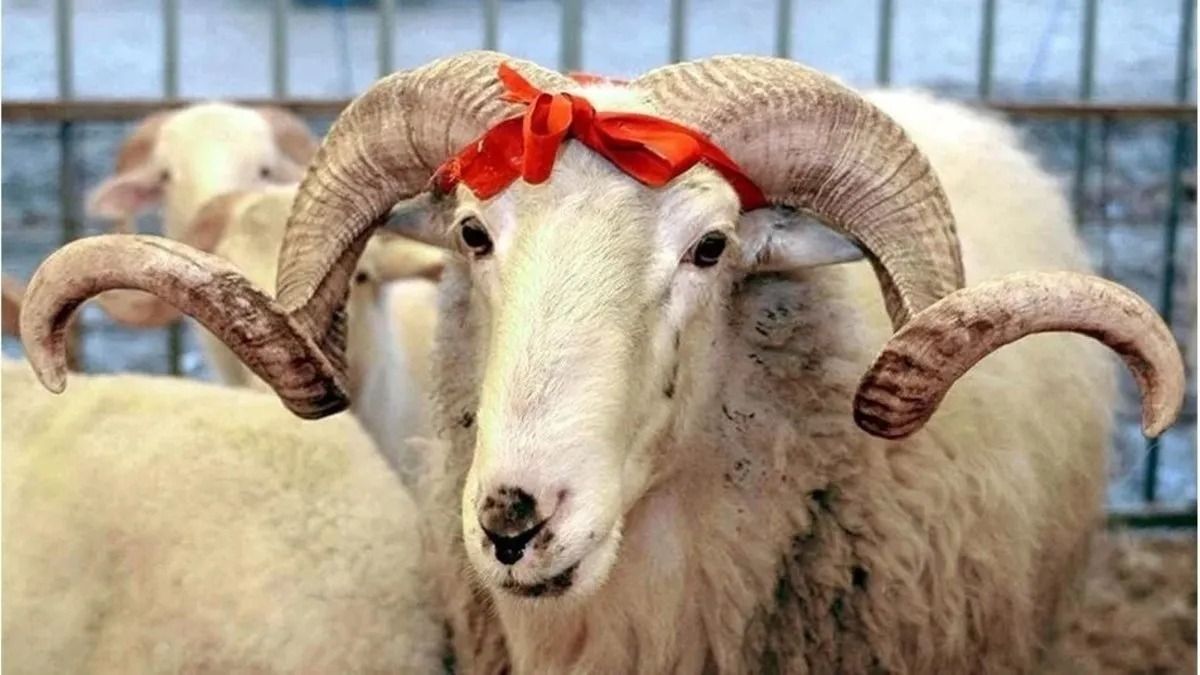 Kurban Bayramı İçin 722 Resmi Kesim Noktası Hazırlandı