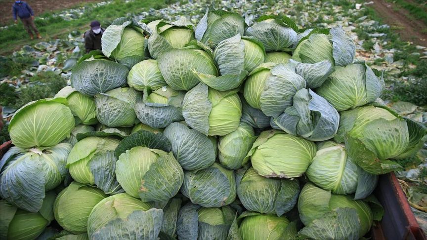 Kaynarca Lahanasına Coğrafi İşaret İçin Başvuru Yapıldı