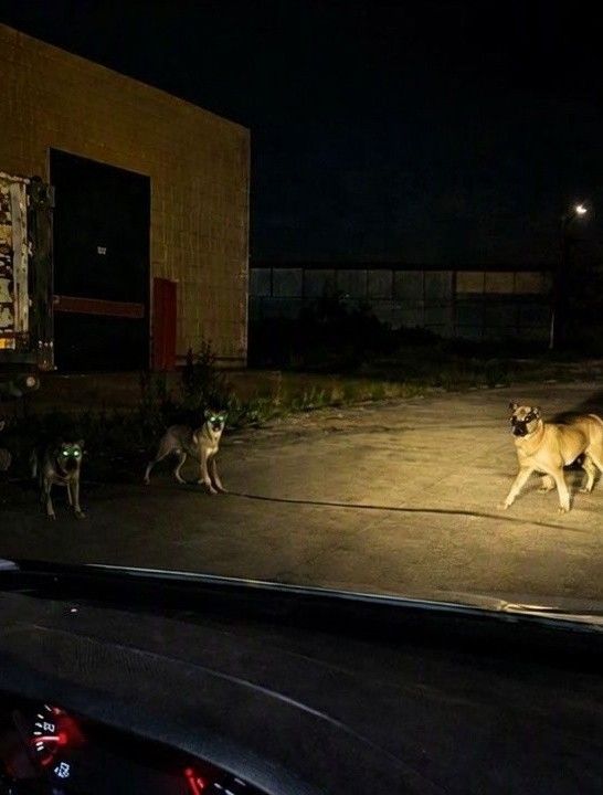 Sokak köpekleri dehşeti yaşattı! Sürücü yaşadığı korku dolu anları kaydetti
