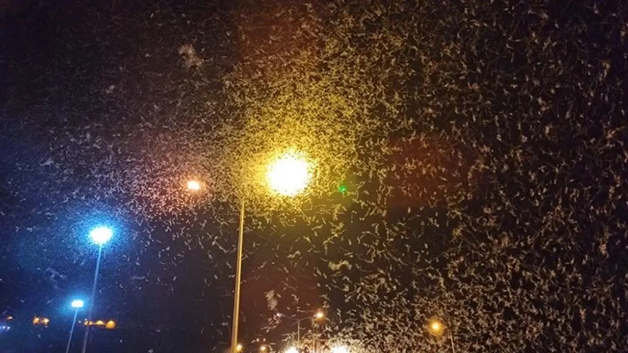Sakarya Nehri'nde 