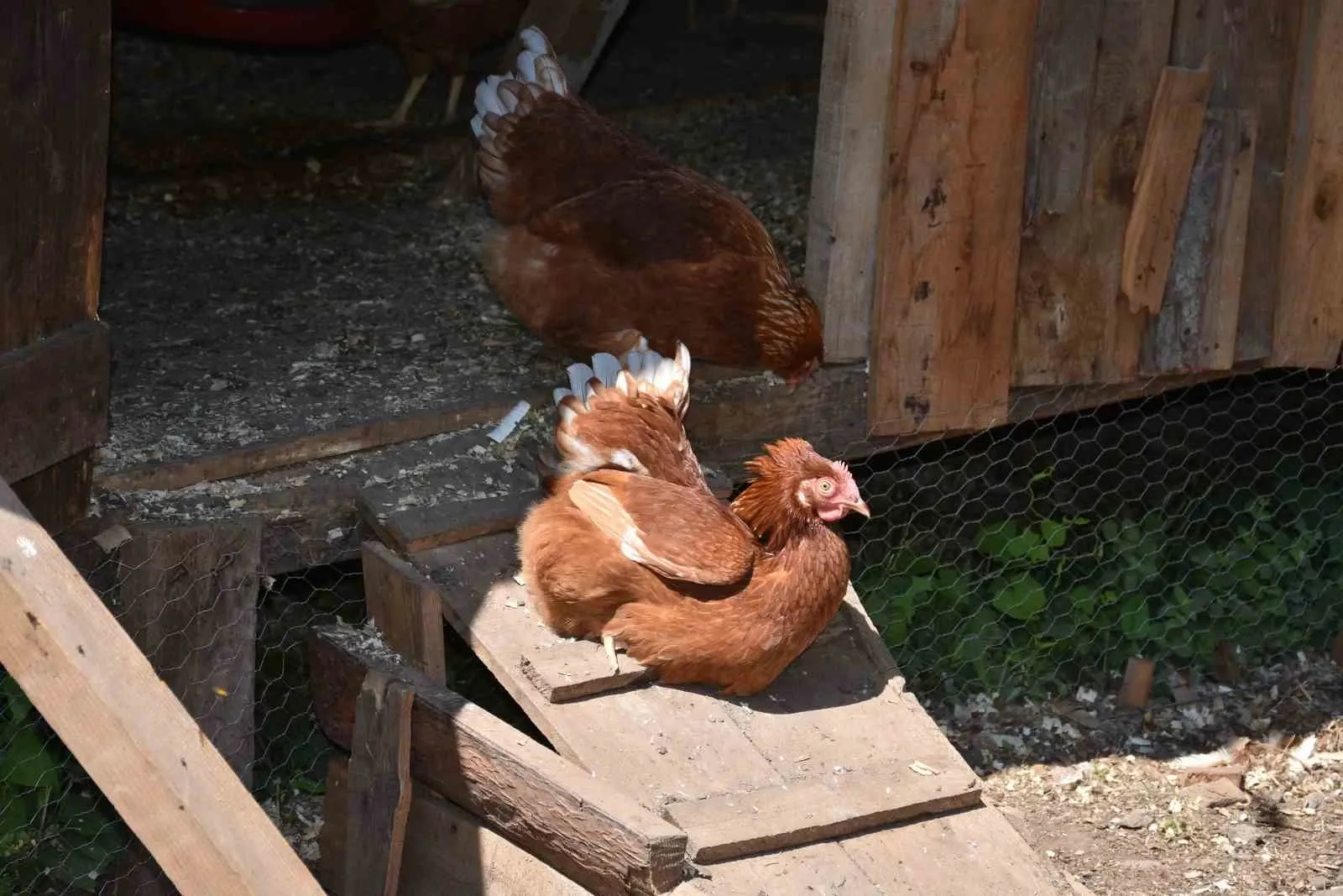 10 Tavukla Başladı, Siparişlere Yetişemiyor! Hendek’te Köy Hayatı Kazanca Dönüştü